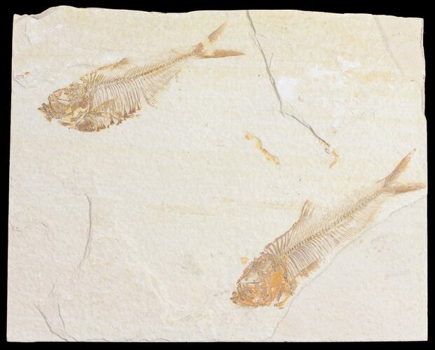 Pair Of Diplomystus Fossil Fish - Wyoming #56458